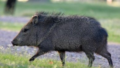лингвистических превратностях