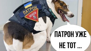 Дно укропропаганды