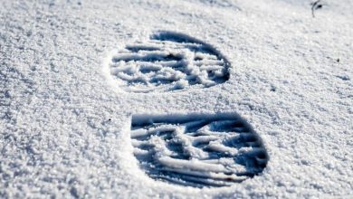 В Польше 20 километрах от границы с Беларусью в лесу нашли труп женщины