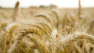 запреты вывоза зерна